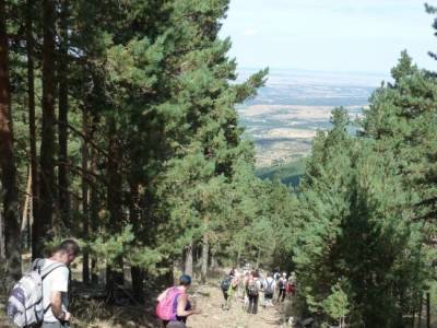 Senderismo entre pinares - senderos viajes y turismo; ruta de senderismo